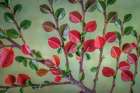 USA- Washington State- Seabeck. Rock cotoneaster plant close-up. Art Print